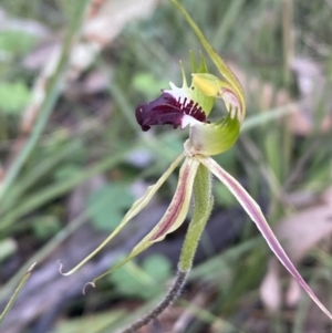 Caladenia atrovespa at Jerrabomberra, NSW - 16 Oct 2021