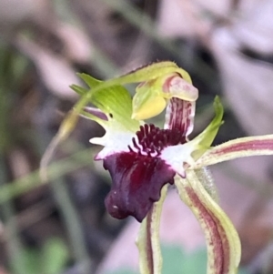 Caladenia atrovespa at Jerrabomberra, NSW - 16 Oct 2021