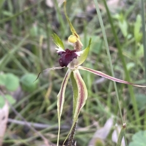 Caladenia atrovespa at Jerrabomberra, NSW - 16 Oct 2021