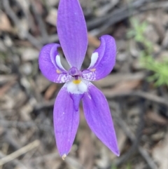 Glossodia major (Wax Lip Orchid) at Mount Jerrabomberra - 16 Oct 2021 by Steve_Bok