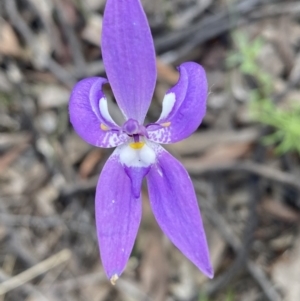 Glossodia major at Jerrabomberra, NSW - 16 Oct 2021