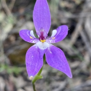 Glossodia major at Jerrabomberra, NSW - 16 Oct 2021