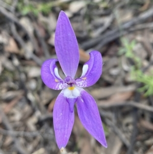 Glossodia major at Jerrabomberra, NSW - 16 Oct 2021