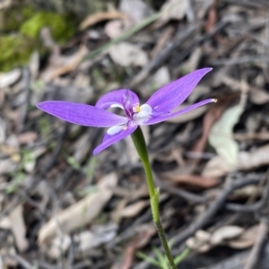 Glossodia major at Jerrabomberra, NSW - 16 Oct 2021