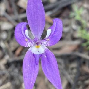 Glossodia major at Jerrabomberra, NSW - 16 Oct 2021