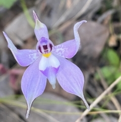 Glossodia major (Wax Lip Orchid) at Mount Jerrabomberra - 16 Oct 2021 by Steve_Bok