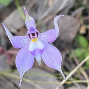 Glossodia major at Jerrabomberra, NSW - 16 Oct 2021