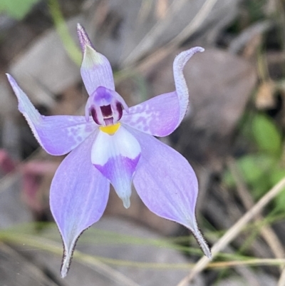 Glossodia major (Wax Lip Orchid) at Jerrabomberra, NSW - 16 Oct 2021 by SteveBorkowskis