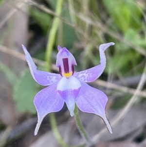 Glossodia major at Jerrabomberra, NSW - 16 Oct 2021