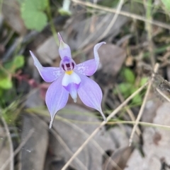 Glossodia major at Jerrabomberra, NSW - 16 Oct 2021