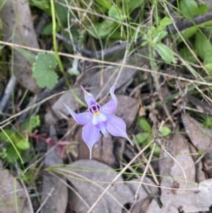 Glossodia major at Jerrabomberra, NSW - 16 Oct 2021