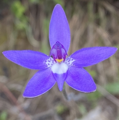 Glossodia major (Wax Lip Orchid) at Mount Jerrabomberra QP - 16 Oct 2021 by Steve_Bok