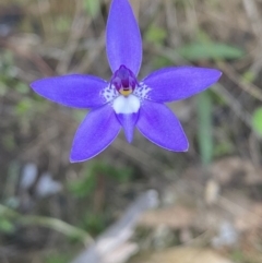 Glossodia major at Jerrabomberra, NSW - suppressed