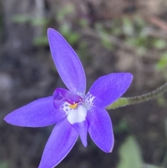 Glossodia major at Jerrabomberra, NSW - suppressed