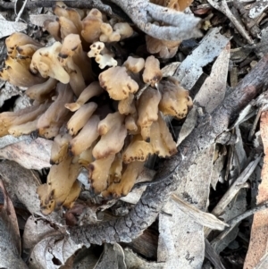 Clavulina sp. at Murrumbateman, NSW - 16 Oct 2021 02:12 PM