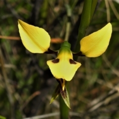 Diuris sulphurea (Tiger Orchid) at Tennent, ACT - 16 Oct 2021 by JohnBundock