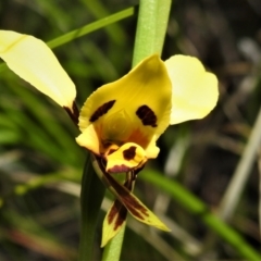 Diuris sulphurea at Tennent, ACT - 16 Oct 2021