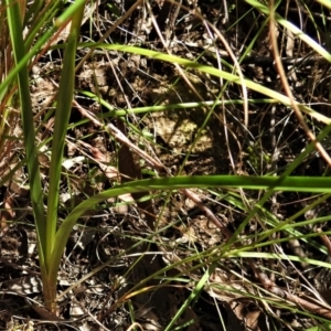 Diuris sulphurea at Tennent, ACT - 16 Oct 2021