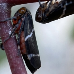 Eurymeloides bicincta (Gumtree hopper) at Jerrabomberra, NSW - 16 Oct 2021 by Steve_Bok