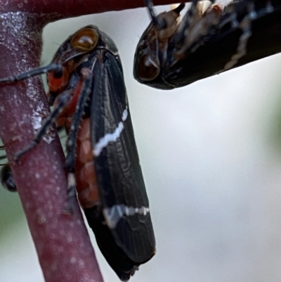 Eurymeloides bicincta (Gumtree hopper) at Jerrabomberra, NSW - 16 Oct 2021 by Steve_Bok