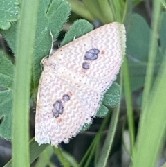 Epicyme rubropunctaria (Red-spotted Delicate) at QPRC LGA - 16 Oct 2021 by Steve_Bok