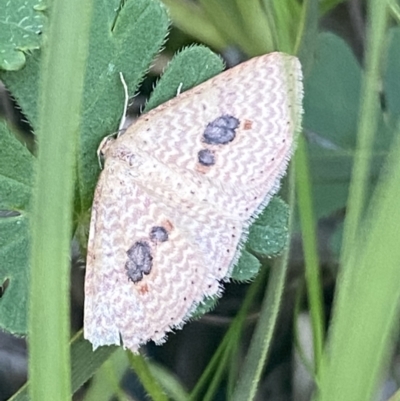 Epicyme rubropunctaria (Red-spotted Delicate) at Mount Jerrabomberra - 16 Oct 2021 by Steve_Bok