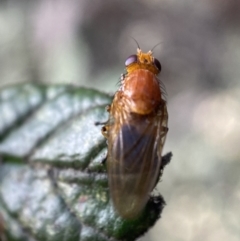 Lauxaniidae (family) at Jerrabomberra, NSW - 16 Oct 2021