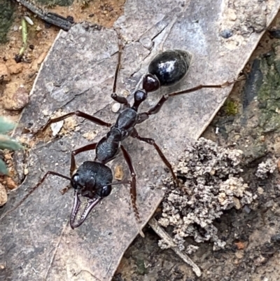 Myrmecia forficata (A Bull ant) at QPRC LGA - 16 Oct 2021 by Steve_Bok