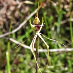 Caladenia parva (Brown-clubbed Spider Orchid) at Namadgi National Park - 16 Oct 2021 by JohnBundock