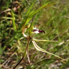 Caladenia parva at Tennent, ACT - suppressed