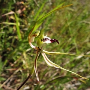 Caladenia parva at Tennent, ACT - suppressed