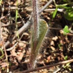 Caladenia parva at Tennent, ACT - suppressed