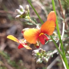 Dillwynia sericea (Egg And Bacon Peas) at Cook, ACT - 15 Oct 2021 by drakes