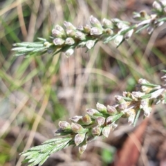 Dillwynia sericea at Cook, ACT - 15 Oct 2021