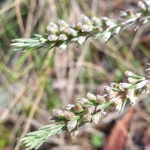 Dillwynia sericea at Cook, ACT - 15 Oct 2021