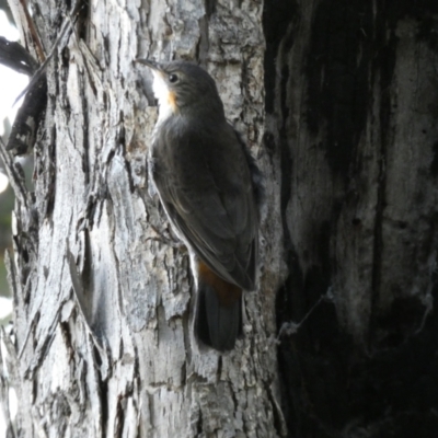 Cormobates leucophaea (White-throated Treecreeper) at Jerrabomberra, NSW - 16 Oct 2021 by SteveBorkowskis