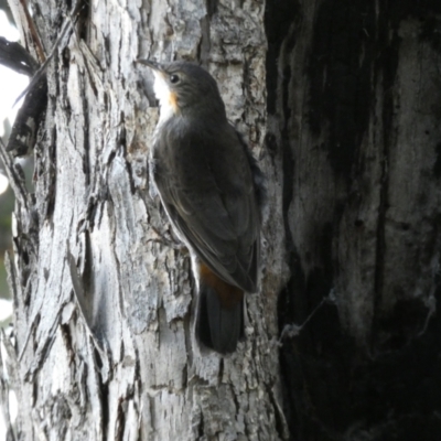 Cormobates leucophaea (White-throated Treecreeper) at Mount Jerrabomberra - 16 Oct 2021 by Steve_Bok