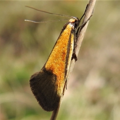 Philobota undescribed species near arabella (A concealer moth) at Gigerline Nature Reserve - 16 Oct 2021 by JohnBundock