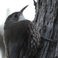 Cormobates leucophaea (White-throated Treecreeper) at Mount Jerrabomberra QP - 16 Oct 2021 by Steve_Bok