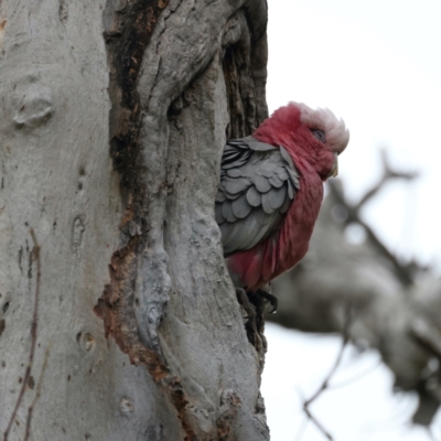 Eolophus roseicapilla (Galah) at Goorooyarroo NR (ACT) - 13 Oct 2021 by jb2602