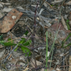 Lomandra multiflora at Hackett, ACT - 16 Sep 2021