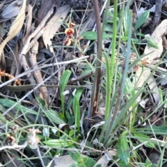 Lomandra multiflora at Hackett, ACT - 16 Sep 2021