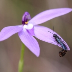 Thynninae (subfamily) (Smooth flower wasp) at Mount Jerrabomberra QP - 16 Oct 2021 by cherylhodges