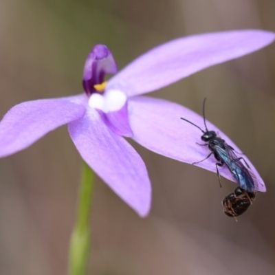 Thynninae (subfamily) (Smooth flower wasp) at Jerrabomberra, NSW - 16 Oct 2021 by cherylhodges