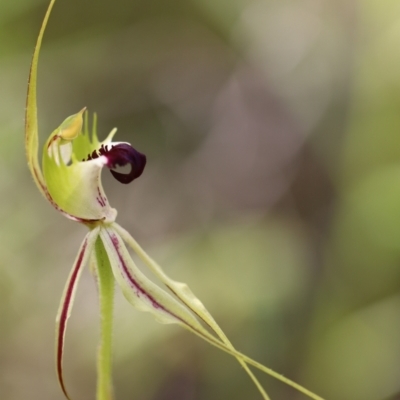 Caladenia atrovespa (Green-comb Spider Orchid) at Mount Jerrabomberra QP - 16 Oct 2021 by cherylhodges