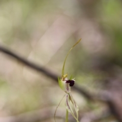 Caladenia atrovespa at Jerrabomberra, NSW - 16 Oct 2021