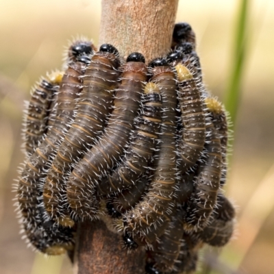 Pergidae sp. (family) (Unidentified Sawfly) at Penrose - 15 Oct 2021 by Aussiegall