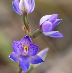 Thelymitra simulata (Graceful Sun-orchid) at Wingecarribee Local Government Area - 15 Oct 2021 by Aussiegall
