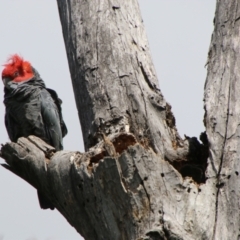 Callocephalon fimbriatum (Gang-gang Cockatoo) at Red Hill to Yarralumla Creek - 16 Oct 2021 by LisaH