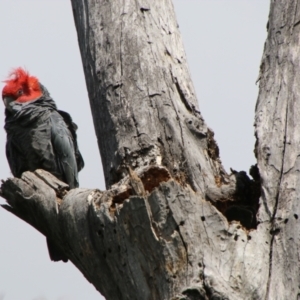 Callocephalon fimbriatum at Hughes, ACT - 16 Oct 2021